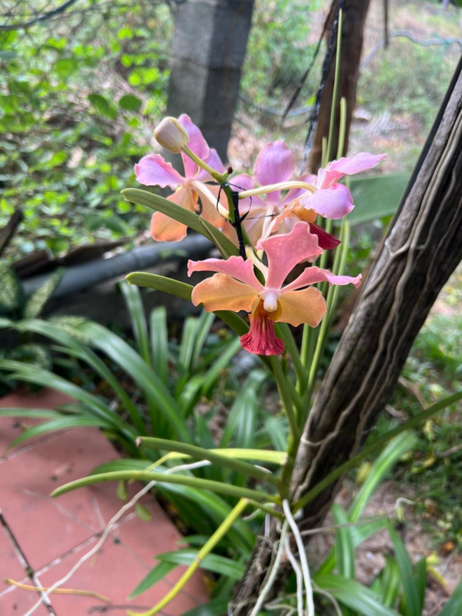 Tropical Garden Phu Quoc Exterior foto